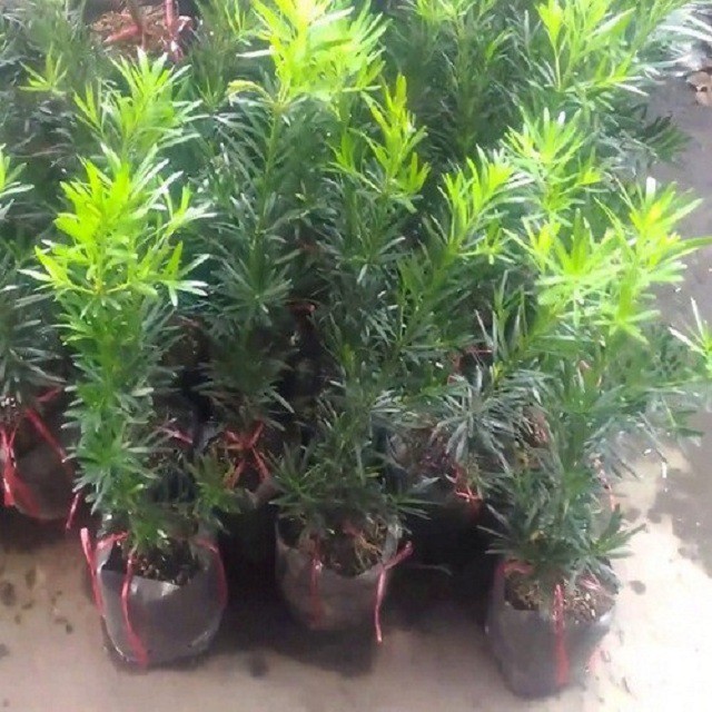 Combo 2 Cây tùng la hán giống khỏe đẹp