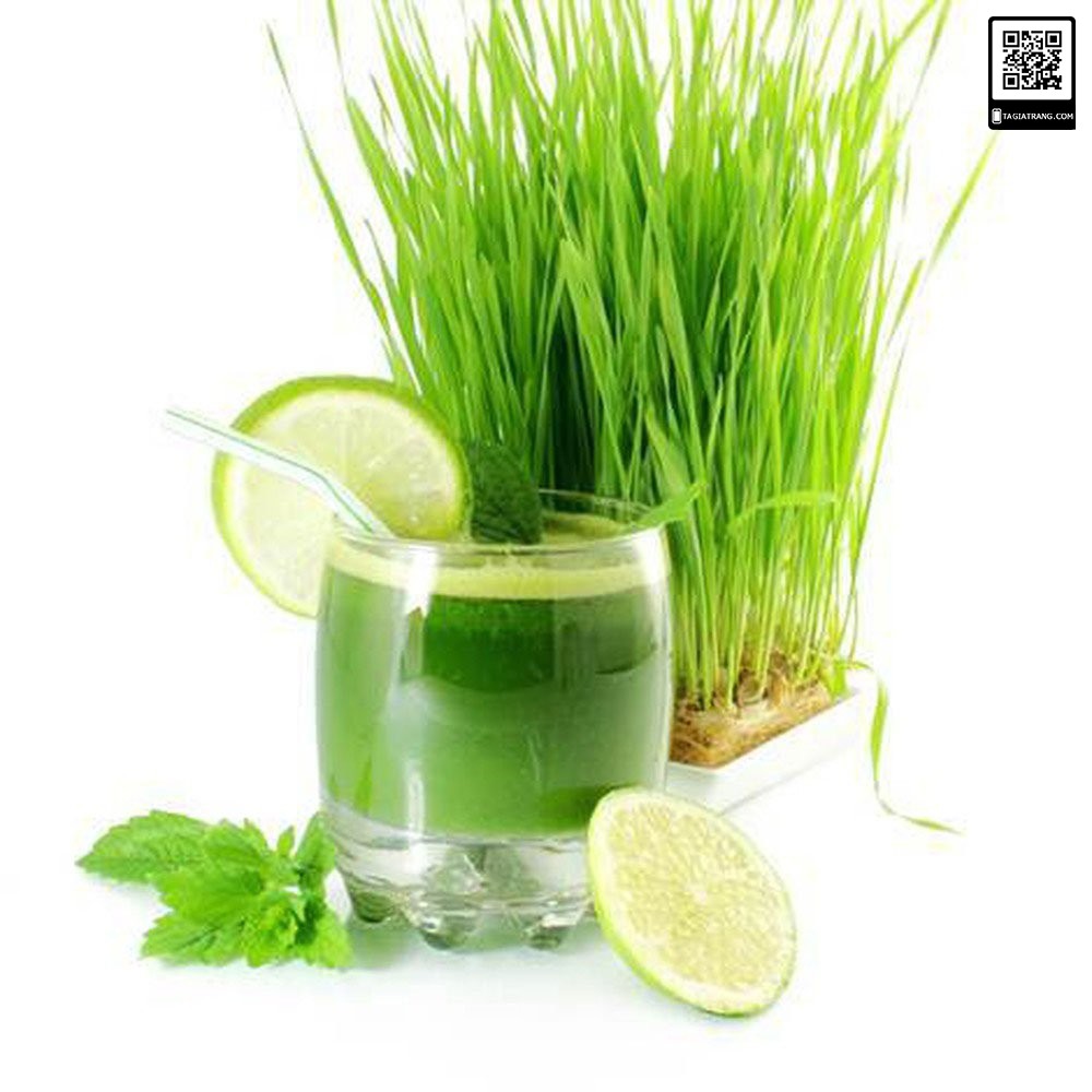 [RẺ VÔ ĐỊCH] Hạt giống mầm lúa mạch - Gói 100g