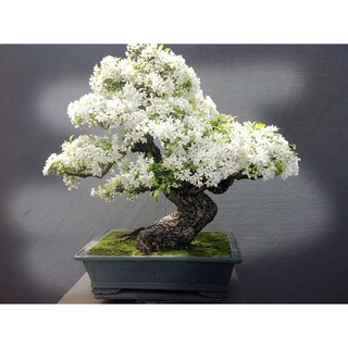 CHẬU CÂY BẠCH TUYẾT MAI GIỐNG