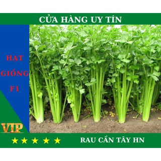 Hạt Giống RAU CẦN TÂY HN Năng Suất, Dinh Dưỡng Cao - MUA 4 TẶNG 1