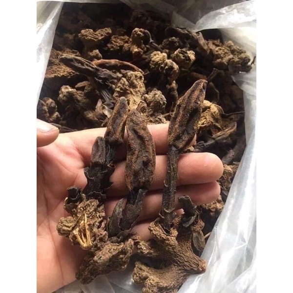 Nấm ngọc cẩu rừng Điện Biên phơi khô