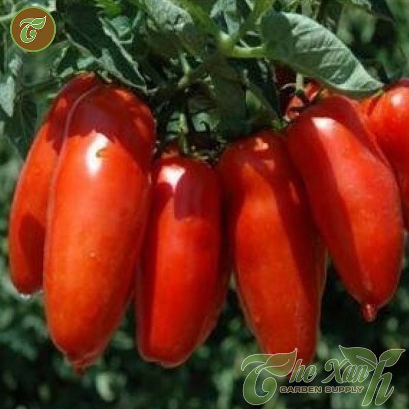 HẠT GIỐNG CÀ CHUA CHUỐI