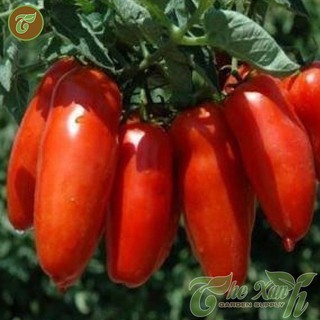 Hạt giống cà chua chuối