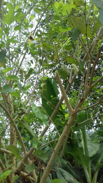 Vòng dâu làm thủ công truyền thống