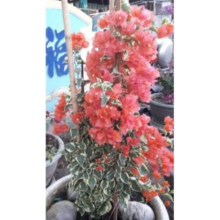 Cây 🌲 Hoa giấy Câm Thạch Cam ( hot)