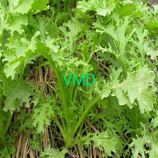 Hạt giống Cải Đuôi Phụng