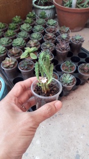 Xương rồng mủ đục