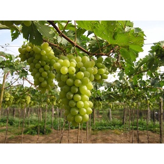 Cây Giống Nho Tím Pháp