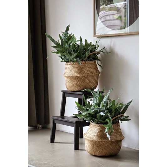 Giỏ cói có quai cầm đựng cây hoặc đựng đồ, làm túi xách phụ kiện chụp ảnh hoặc trang trí nhà cửa