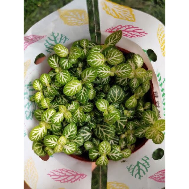 Combo 4 chậu cẩm nhung đủ màu