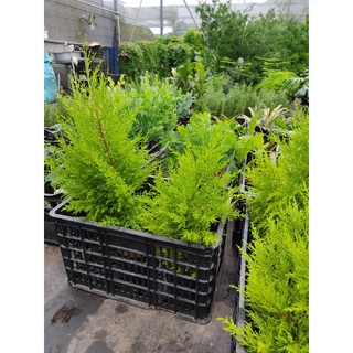 Chậu cứng tùng thơm - Cupressus macrocarpa.