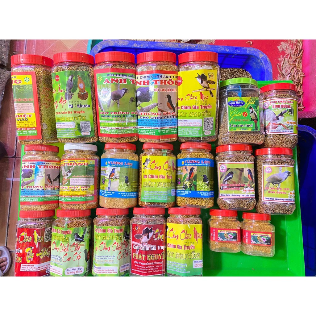 Cám Chào Mào Anh Thông