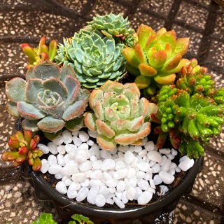 [FREE SHIP] SEN ĐÁ ĐỂ BÀN ĐẸP