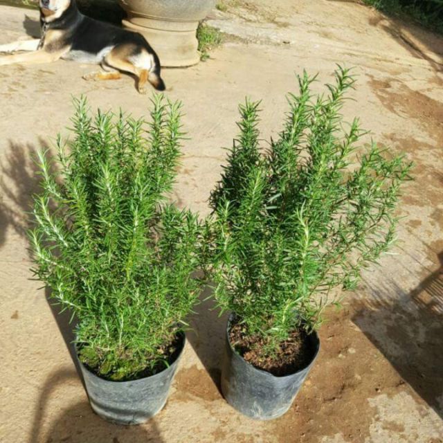 Cây hương thảo(Rosemary)