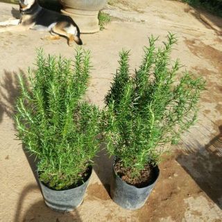 Cây hương thảo(Rosemary)