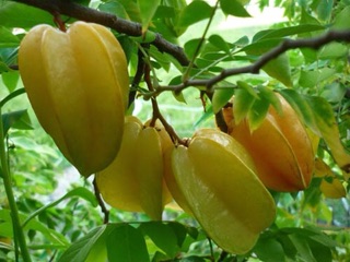 Cây khế ngọt mau cho trái