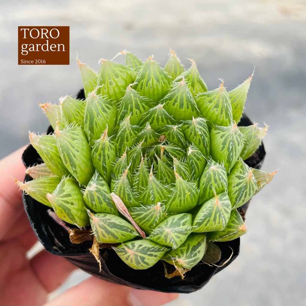Sen đá dạ quang Đà Lạt size bé cây cảnh trang trí nhà cửa Toro garden