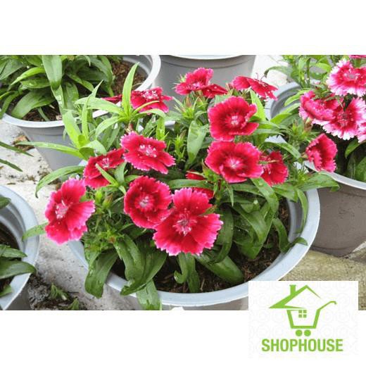 shophouse 100 hạt giống hoa cẩm chướng đơn  SHOP HOUSE  TẾT KHUYẾN MẠI