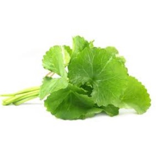 HẠT GIỐNG RAU MÁ LÁ LỚN RD 157