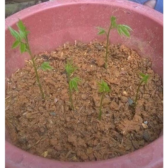 HẠT GIỐNG HOA TỬ ĐẰNG THÂN GỖ CỰC KÌ ĐẸP GÓI 5 HẠT