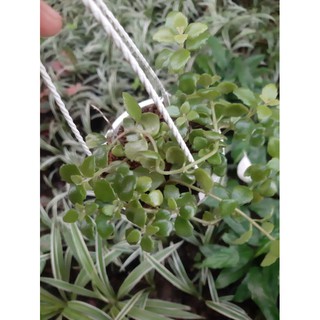 chậu treo dây vảy rồng