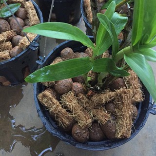 Xơ Dừa Trồng Lan Lavamix (3.5dm)