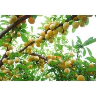 CÂY GIỐNG MƠ