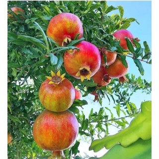 Cây 🌲 Lựu đỏ...Ấn Độ đang