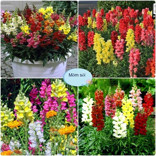 [Gói 200 Hạt] Hạt Giống Hoa Mõm Sói (tặng kèm phân)