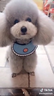 YẾM CHO CHÓ MÈO SIÊU DỄ THƯƠNG