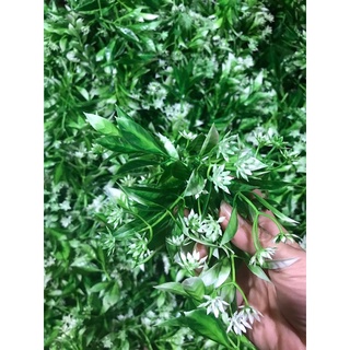 Cỏ điểm 🍀🍀🍀🍀🍀