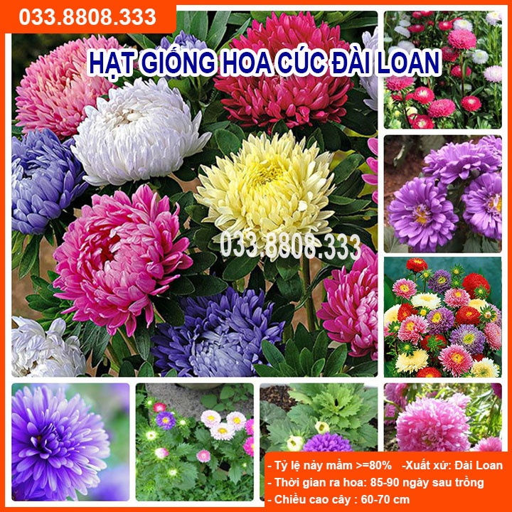 Hạt Giống Hoa Cúc Đài Loan -Tỷ lệ Nảy Mầm Cao