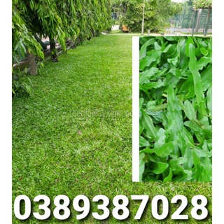 cỏ lá gừng trang trí sân vườn,4 kg