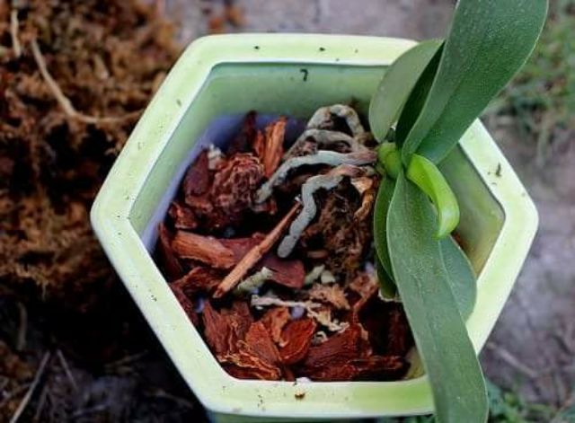 Dinh Dưỡng Thủy Canh NOVA ISA