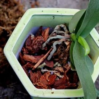 Dinh Dưỡng Thủy Canh NOVA ISA