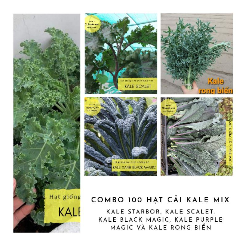 COMBO 100 hạt giống cải Kale mỹ mix 5 loại kale ngon nhất, dễ ăn và dễ trồng cho người mới bắt đầu