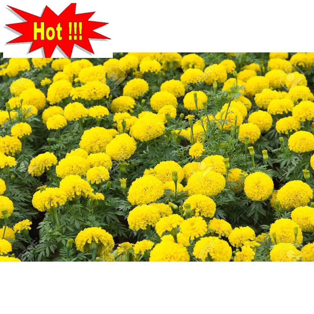 Hạt giống hoa Vạn thọ mỹ mix (50 hạt)
