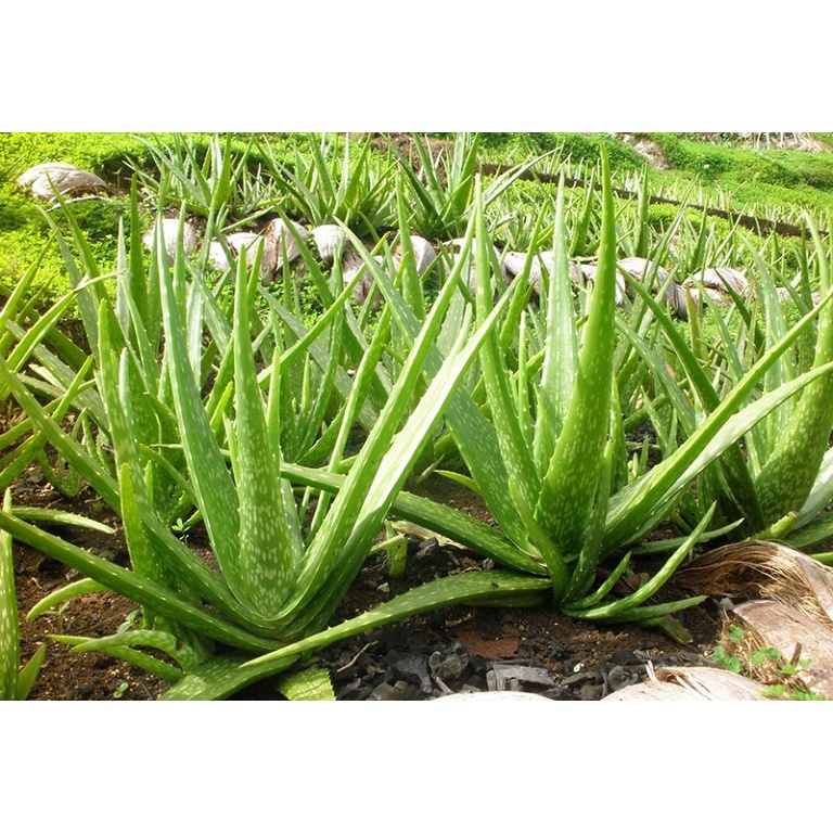 Cây nha đam (lô hội) LOẠI VIỆT NAM, cao từ 15cm trở lên, cây không có chậu