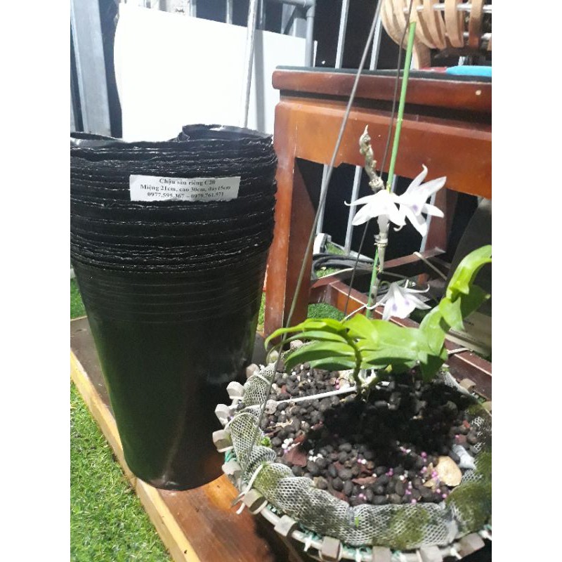 Chậu sầu riêng  , .