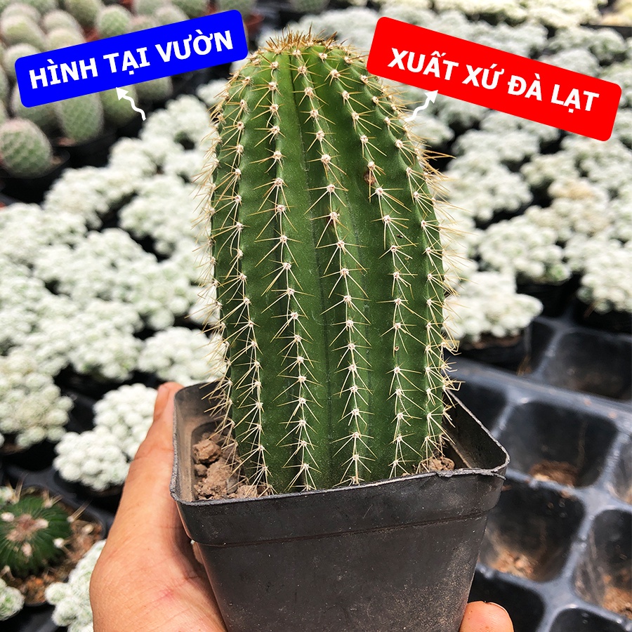 Xương Rồng KIM LĂNG TRỤ Size Lớn 15cm, 1 Đổi 1 (Xương Rồng Nhật Tân)