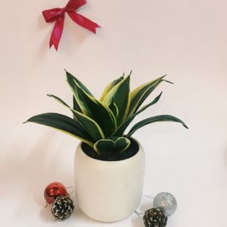 Lưỡi hổ Thái mini