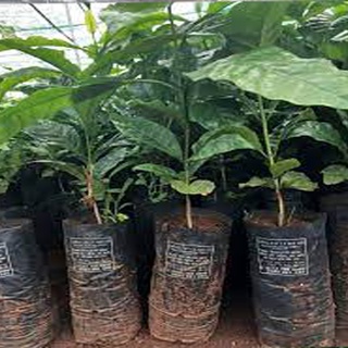 Cây cà phê vối TR4 (cao sản)