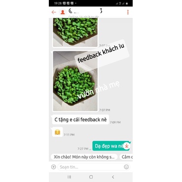 Hạt cây sương sâm lông tặng kích rễ