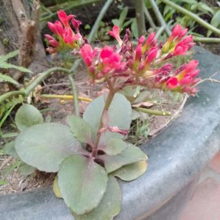 Hoa sống đời đơn hoa đỏ (Chỉ giao miền bắc)