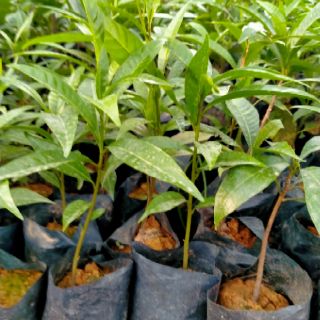CÂY GIỐNG QUẢ TRỨNG GÀ/(LÊKIMA)