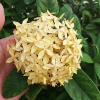 Cây mẫu đơn thái