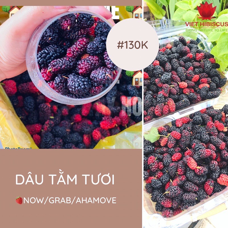 Dâu tằm tươi Đà Lạt hộp giấy 3kg - Nhận buổi Tối - hái trong ngày | BigBuy360 - bigbuy360.vn