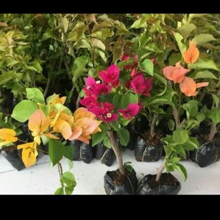 Combo 20 cây giống hoa giấy