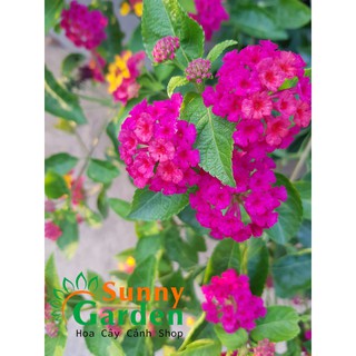 Cây Trâm Ổi ( Hoa Ngũ Sắc) - Cây Cảnh