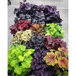 Cây chuông san hô Heuchera ( chậu to )